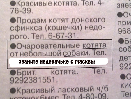 продам котят от собаки